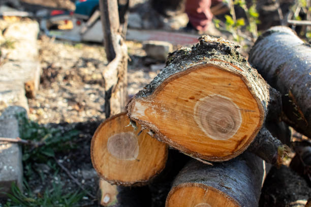 Best Storm Damage Tree Cleanup  in Silver Grove, KY